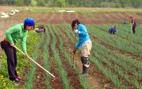 Szociális farmok jöhetnek létre Magyarországon 