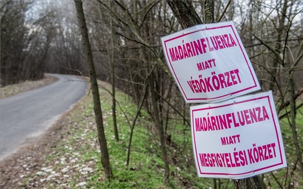 Már Jász-Nagykun-Szolnok megyében is megjelent a madárinfluenza